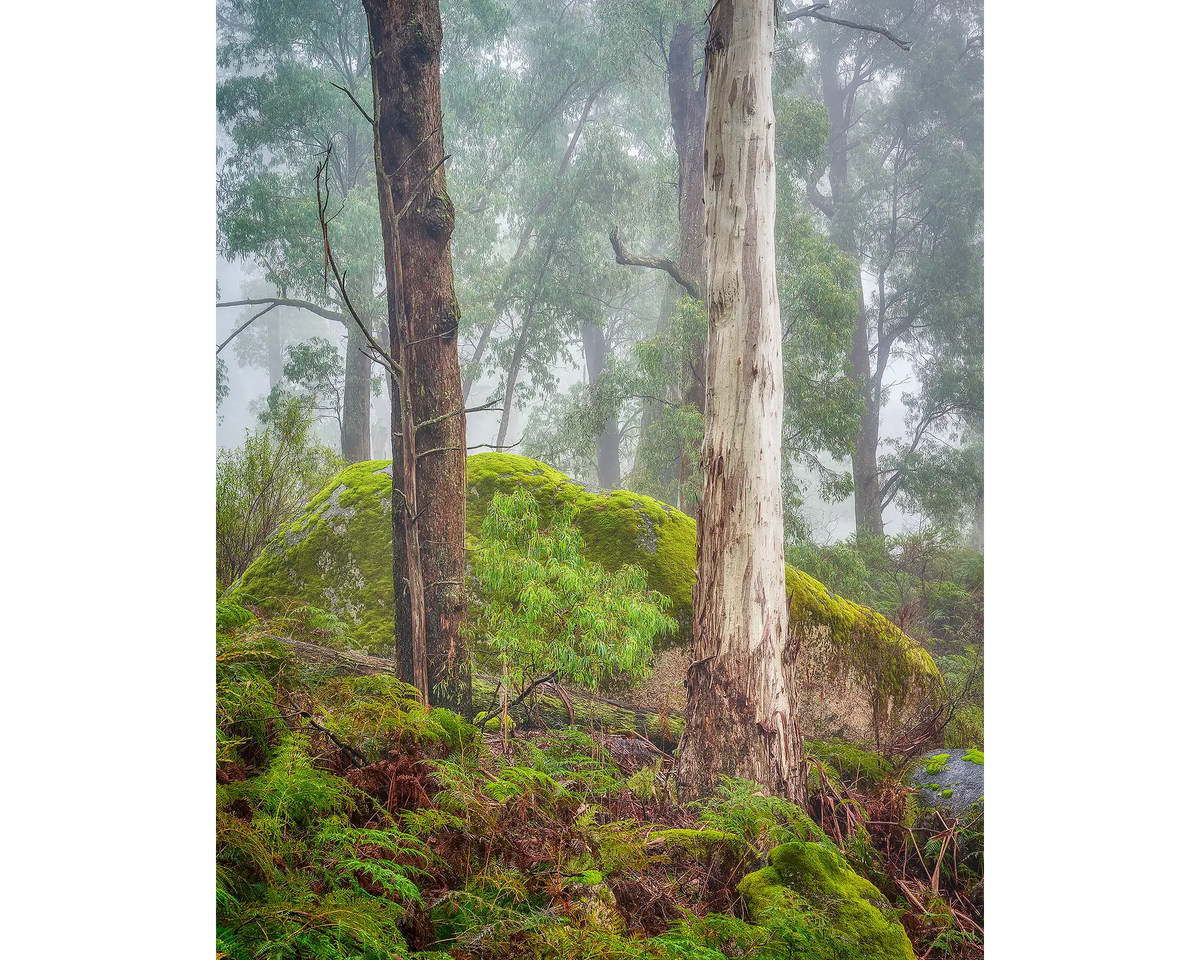 Forest Friends. Two trees in fog, Mount Buffalo National Park, Victoria, Australia.
