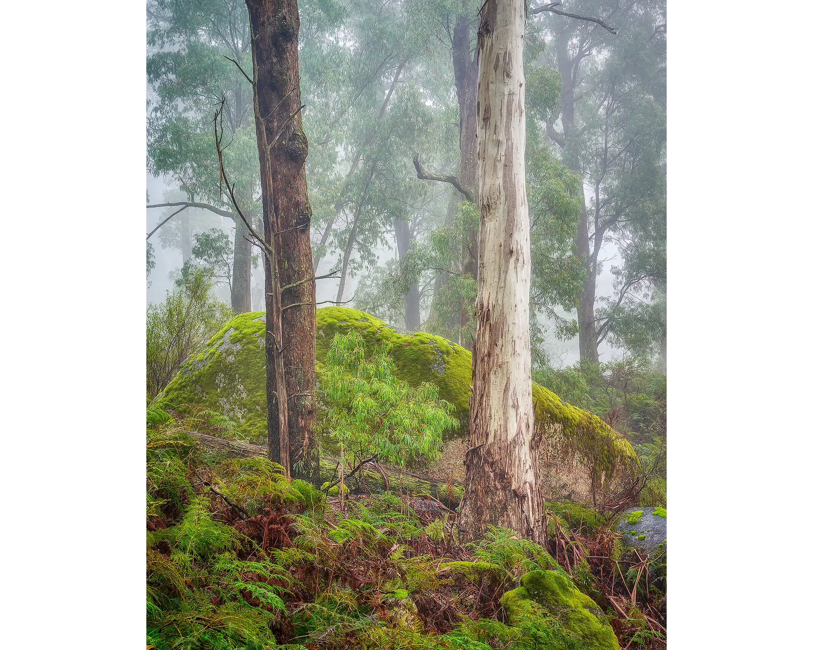 Forest Friends. Trees in a fog, Mount Buffalo National Park, Victoria, Australia.