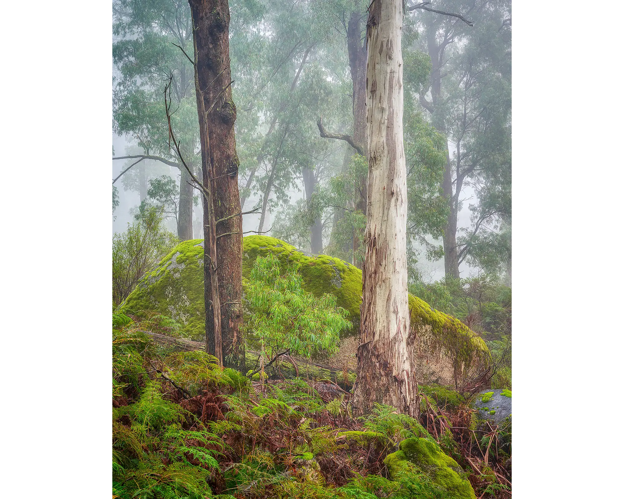 Forest Friends. Two trees in fog, Mount Buffalo National Park, Victoria, Australia.