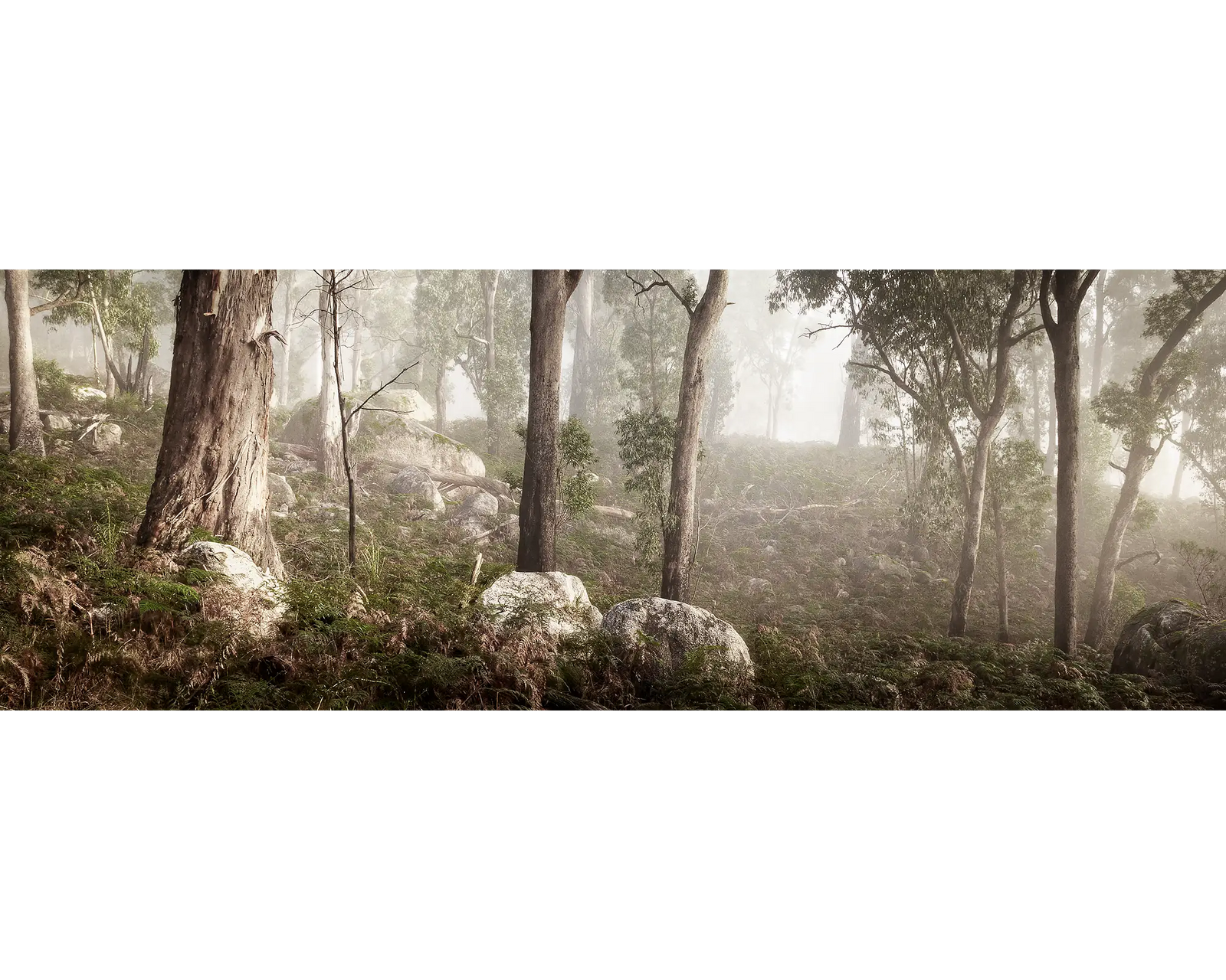Gum trees surrounded by fog, Mount Buffalo National Park, Victoria. 
