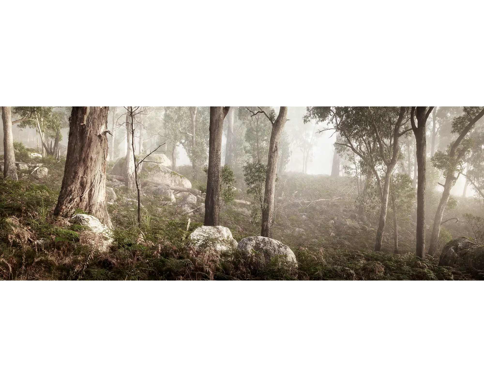 Gum trees surrounded by fog, Mount Buffalo National Park, Victoria. 