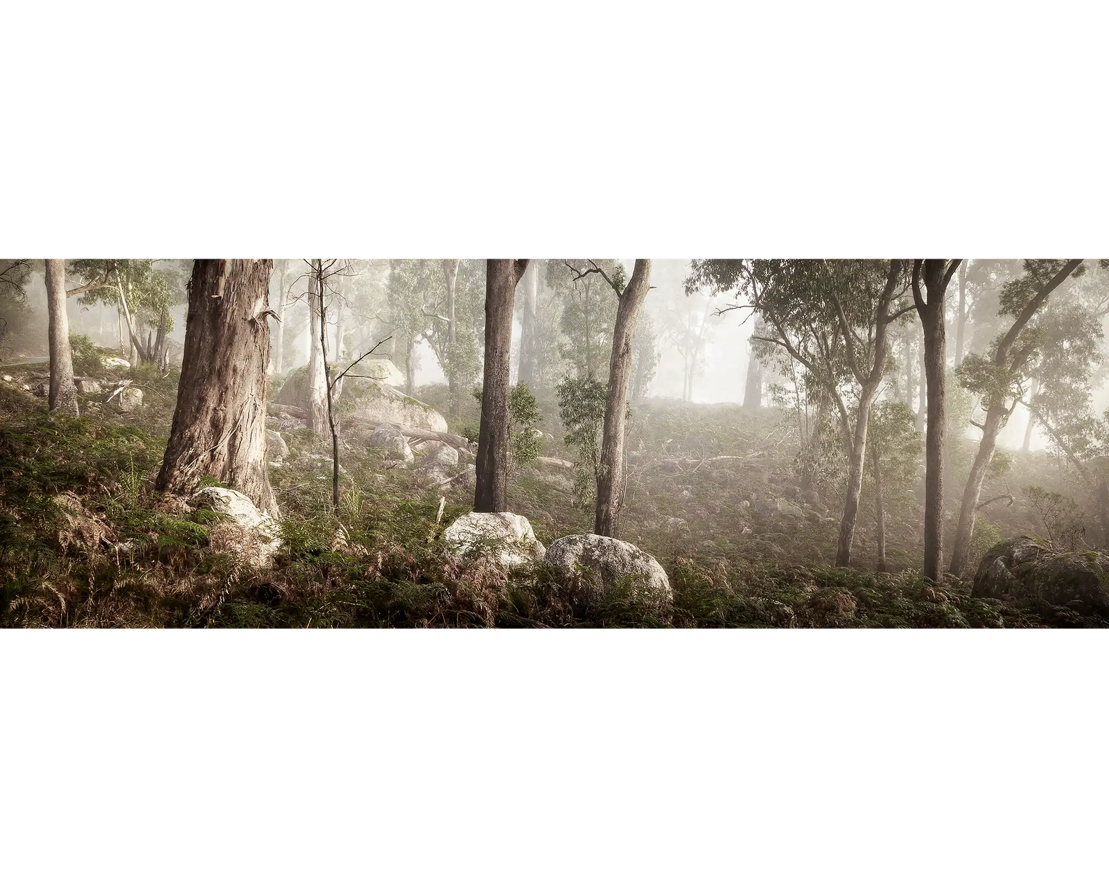 Forest In Fog - Mount Buffalo, Victoria.