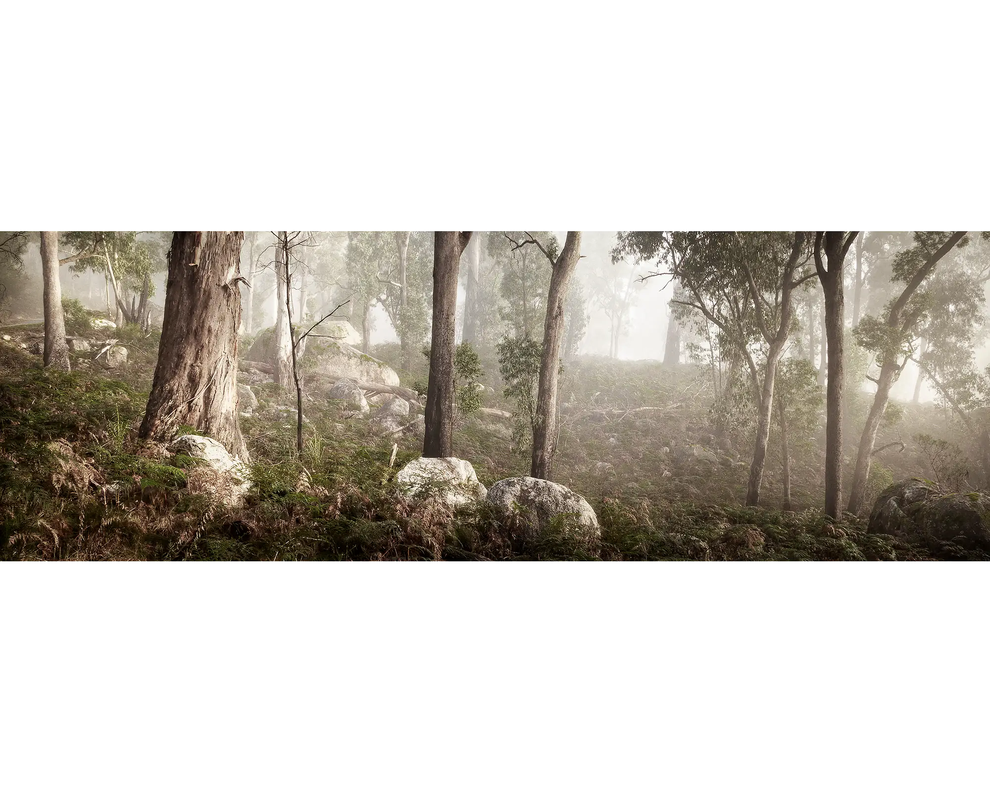 Forest In Fog - Mount Buffalo, Victoria.