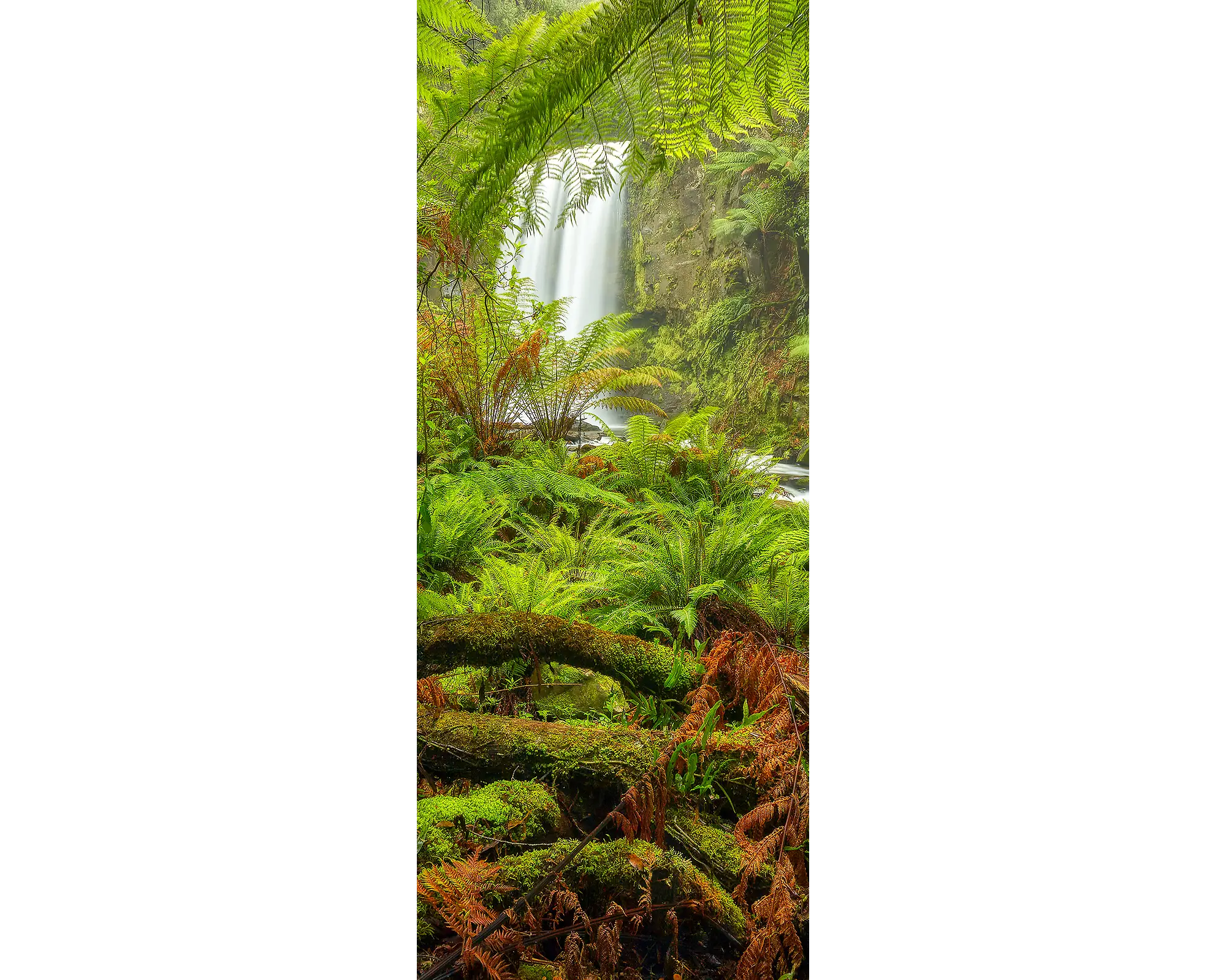 Forest Magic. Hopetoun Falls waterfall, Great Otway National Park, Vicotria, Australia.