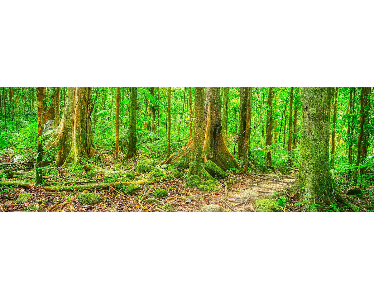 Forest Pathway - Mossman Gorge, Queensland, Australia.