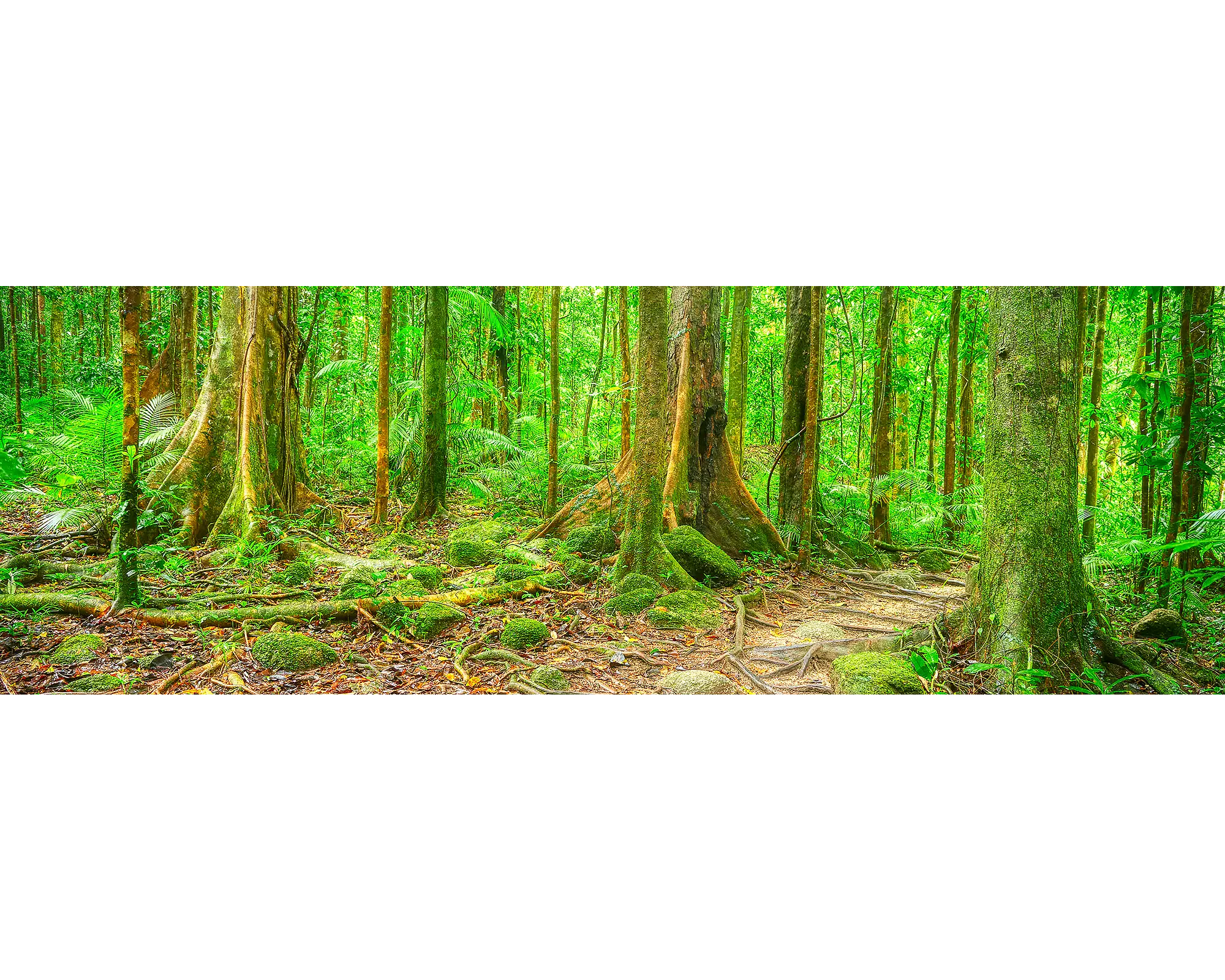 Forest Pathway - Mossman Gorge, Queensland, Australia.