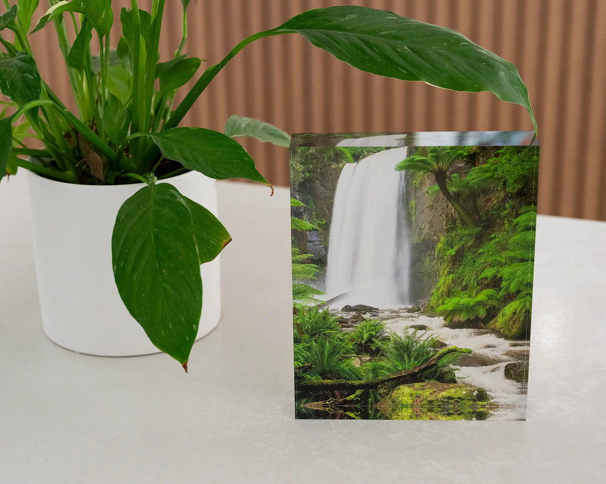 Forest Veil. Acrylic block Hopetoun Falls Victoria, styled with a pot plant.