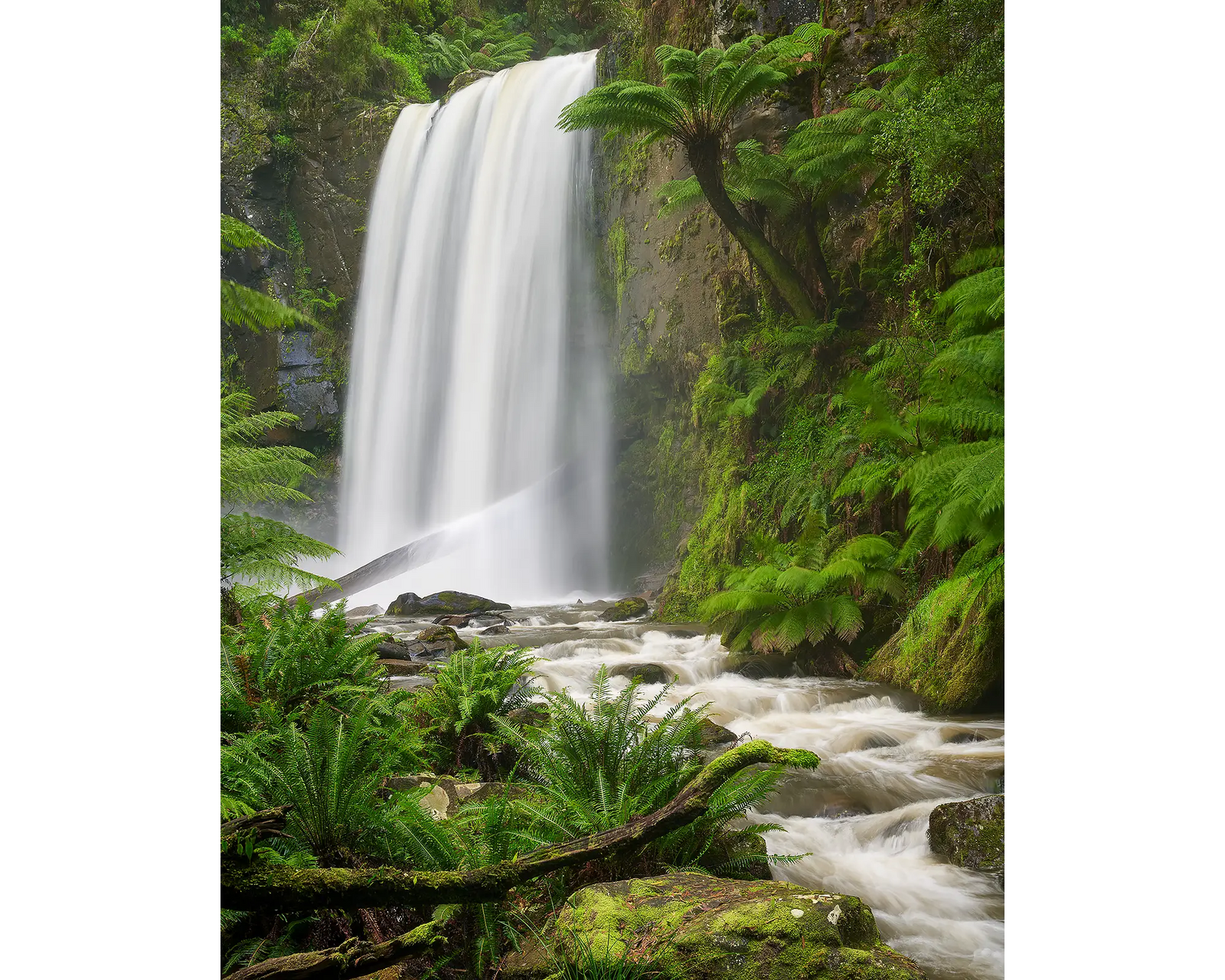 Forest Veil. Hopetoun Falls, Great Otway National Park, Victoria.
