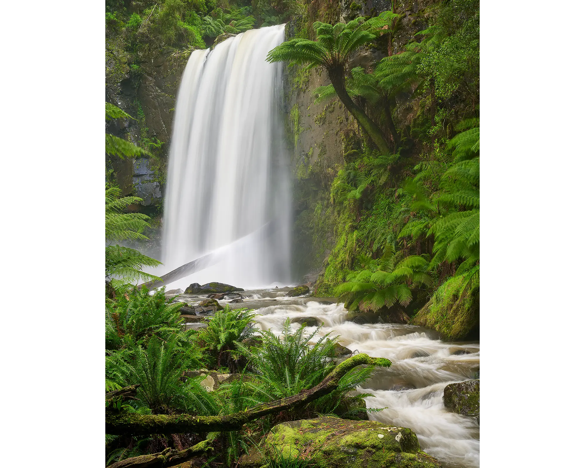 Forest Veil. Hopetoun Falls, Great Otway National Park, Victoria.