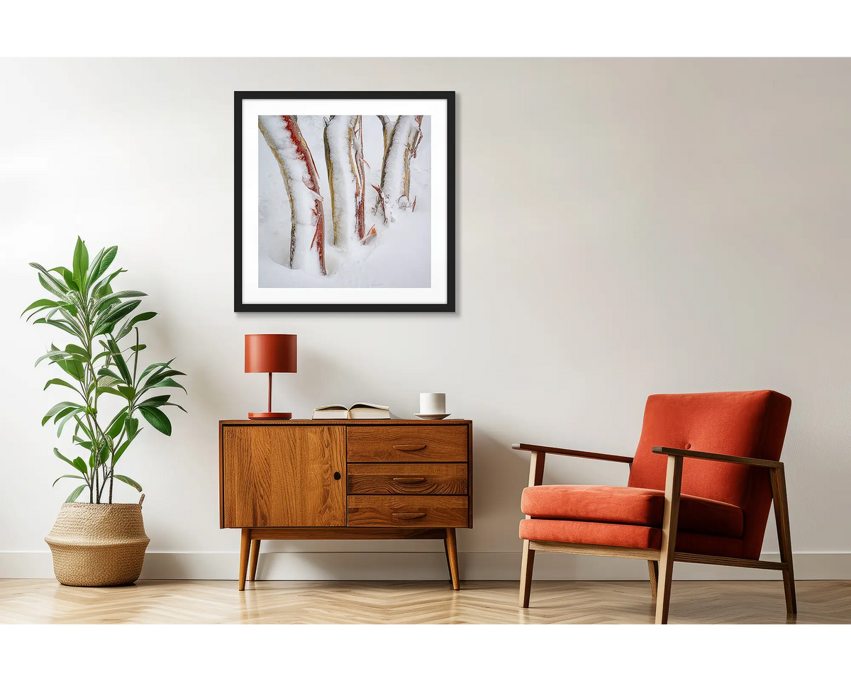 Frosting. Three snow gum trunks covered in snow and ice, wall art print in a black frame hung above a small side table.