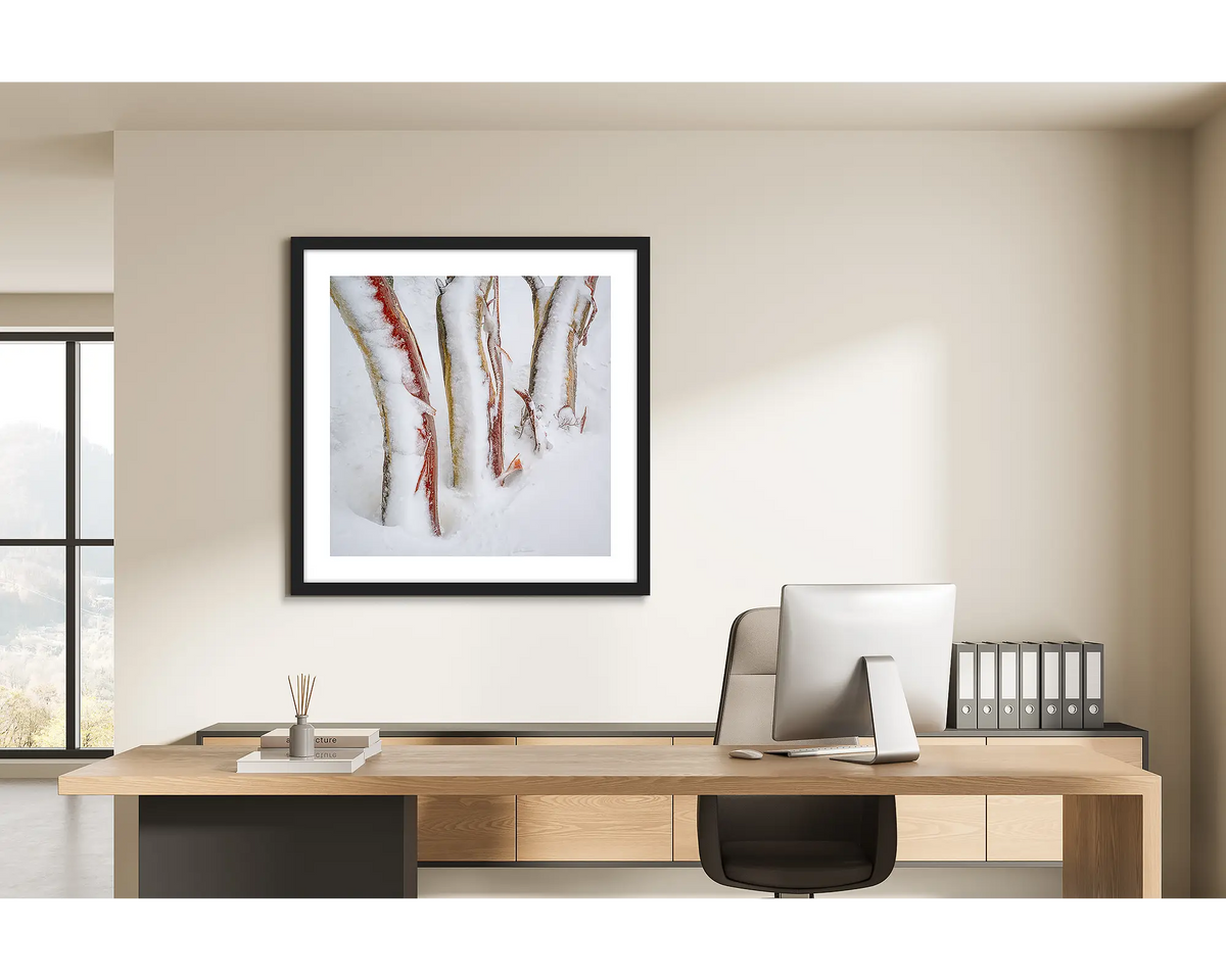 Frosting. Three snow gum trunks covered in snow and ice, wall art print in a black frame hung behind a study desk. 
