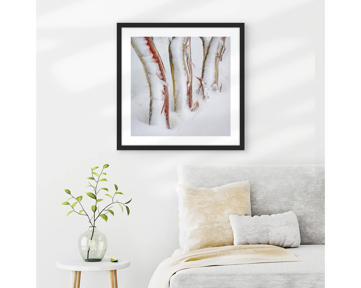 Frosting. Three snow gum trunks covered in snow and ice, wall art print in a black frame hung in a neutral themed bedroom. 