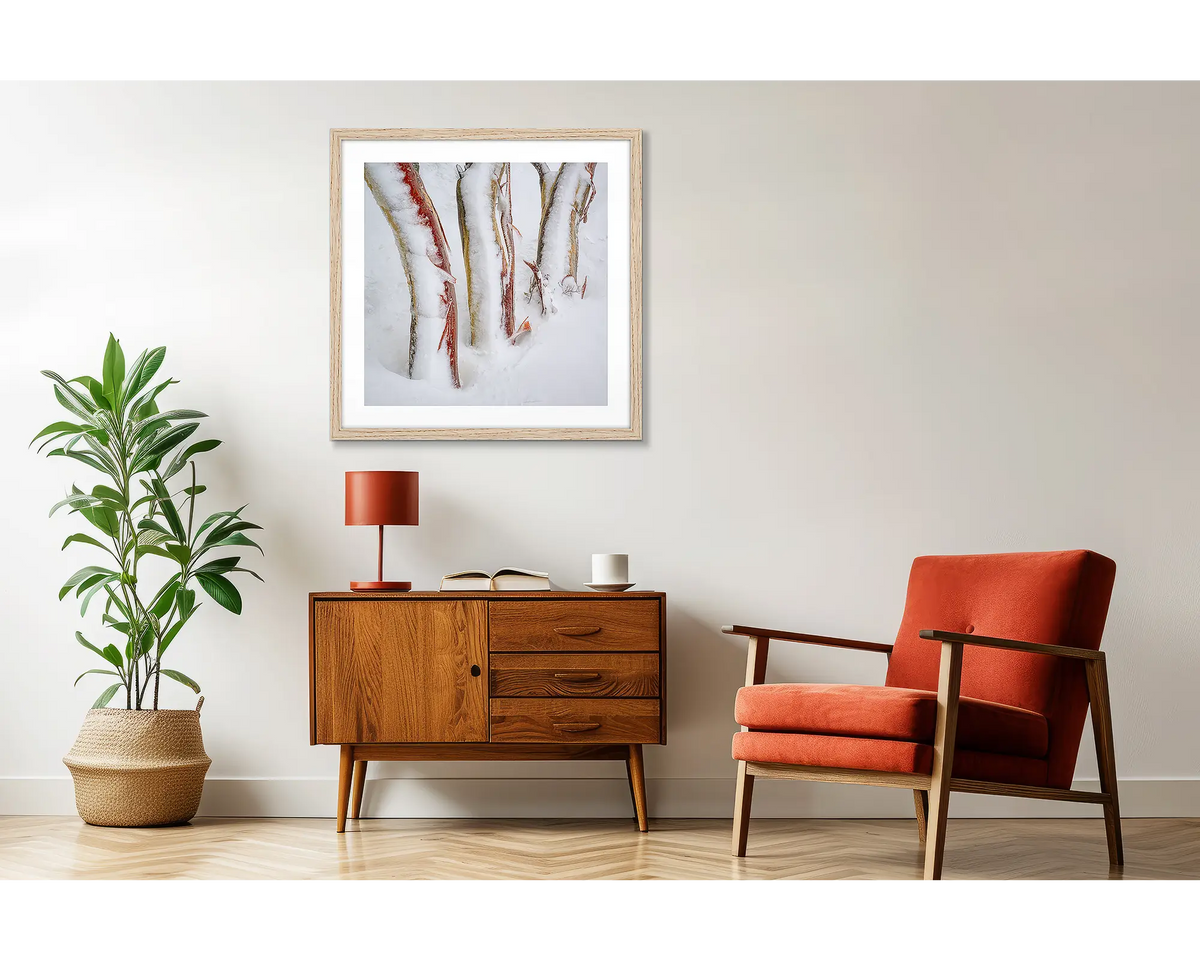 Frosting. Three snow gum trunks covered in snow and ice, wall art print in a timber frame hung above a small side table.
