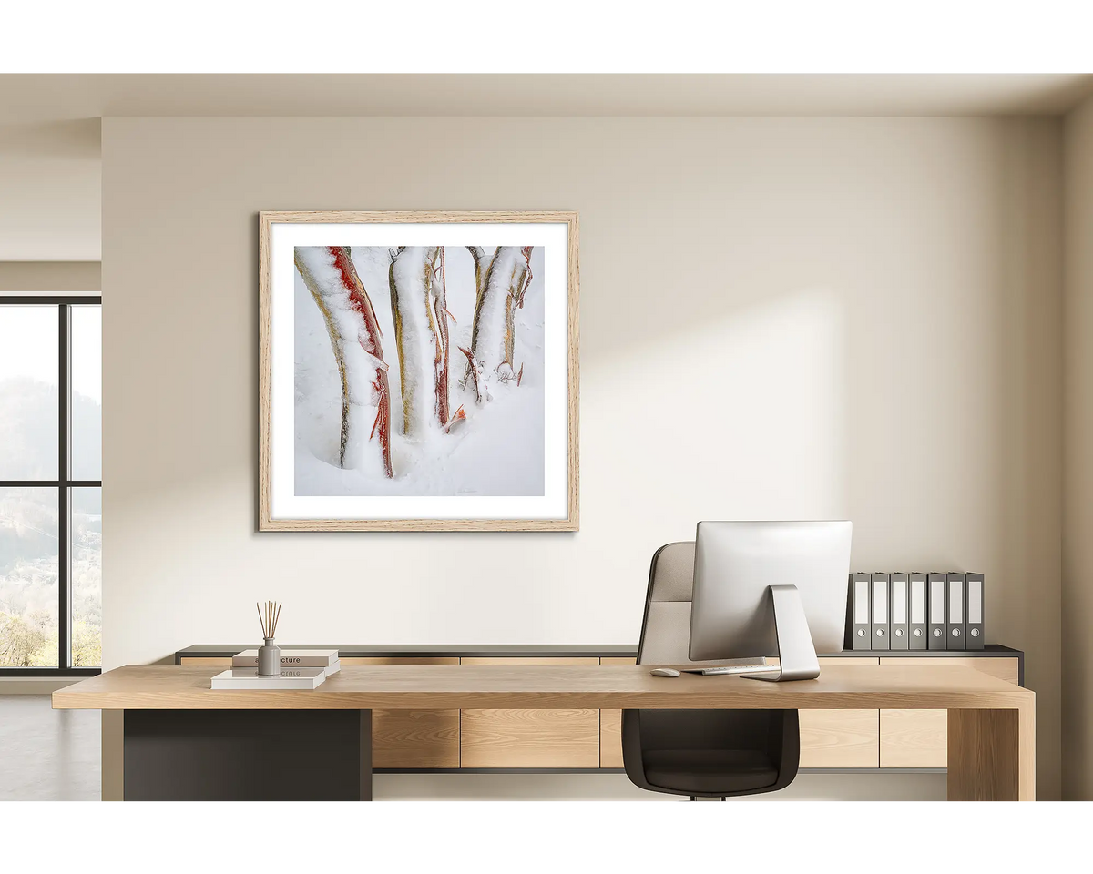 Frosting. Three snow gum trunks covered in snow and ice, wall art print in a timber frame hung behind a study desk. 