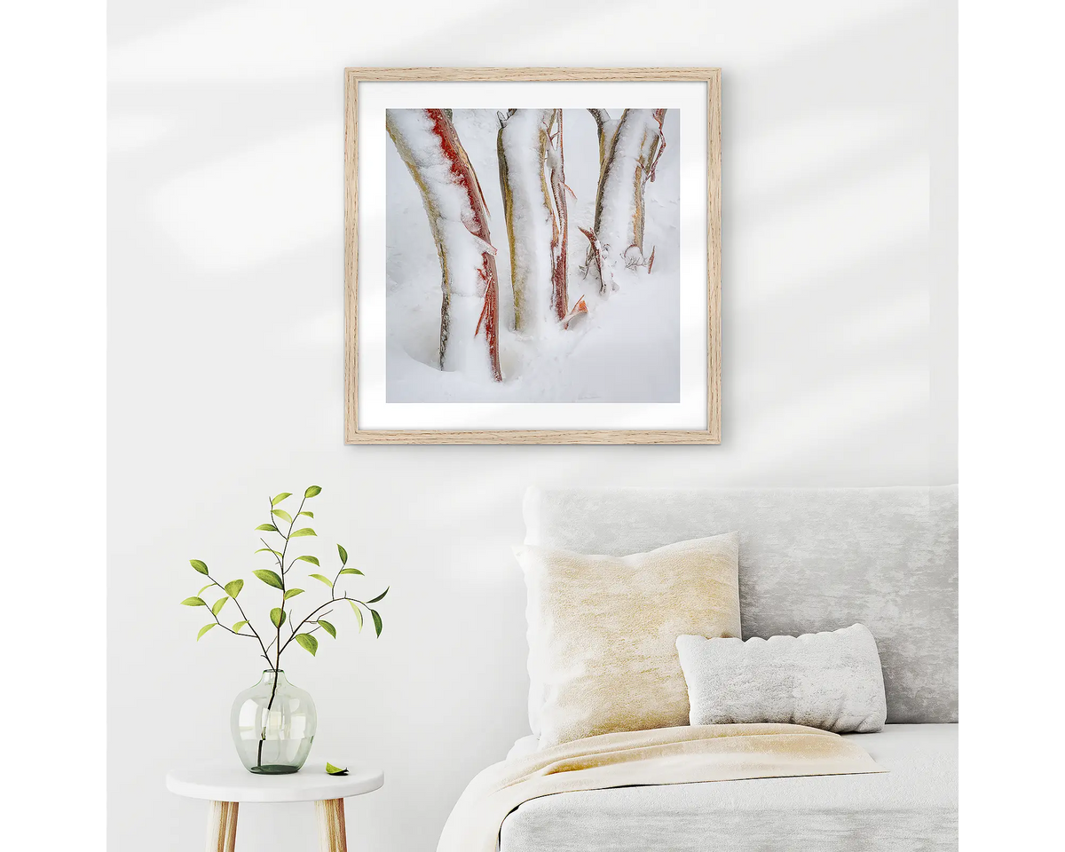 Frosting. Three snow gum trunks covered in snow and ice, wall art print in a timber frame hung in a neutral themed bedroom. 