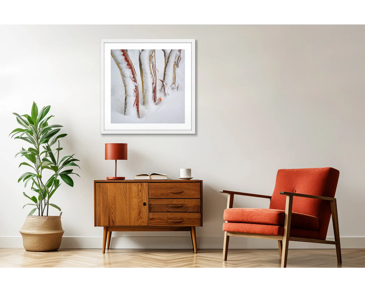 Frosting. Three snow gum trunks covered in snow and ice, wall art print in a white frame hung above a small side table.