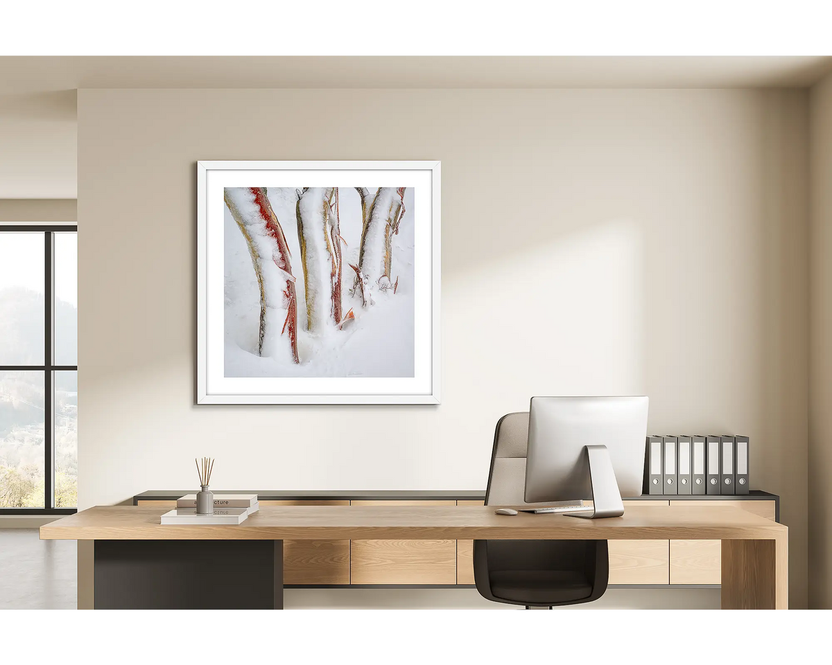 Frosting. Three snow gum trunks covered in snow and ice, wall art print in a white frame hung behind a study desk. 