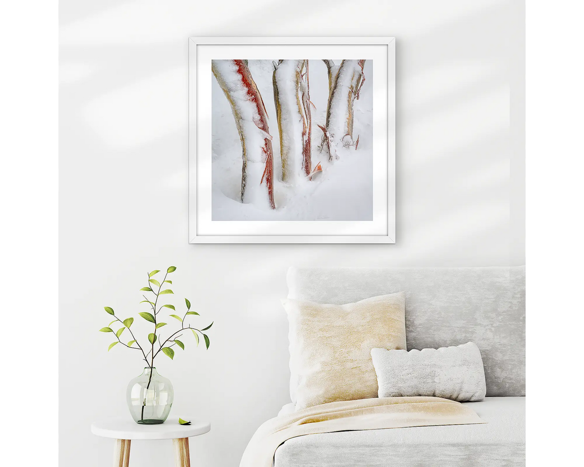 Frosting. Three snow gum trunks covered in snow and ice, wall art print in a white frame hung in a neutral themed bedroom. 