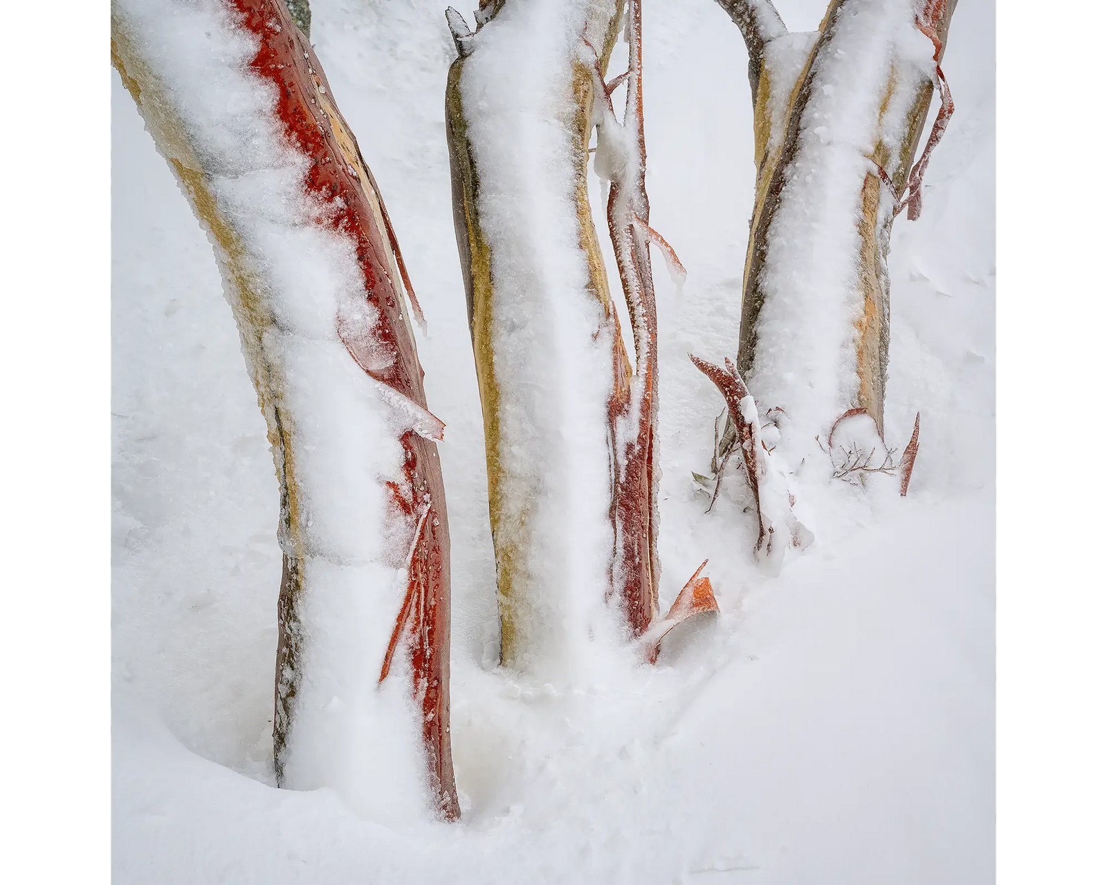Frosting. Three snow trunks covered in snow and ice.