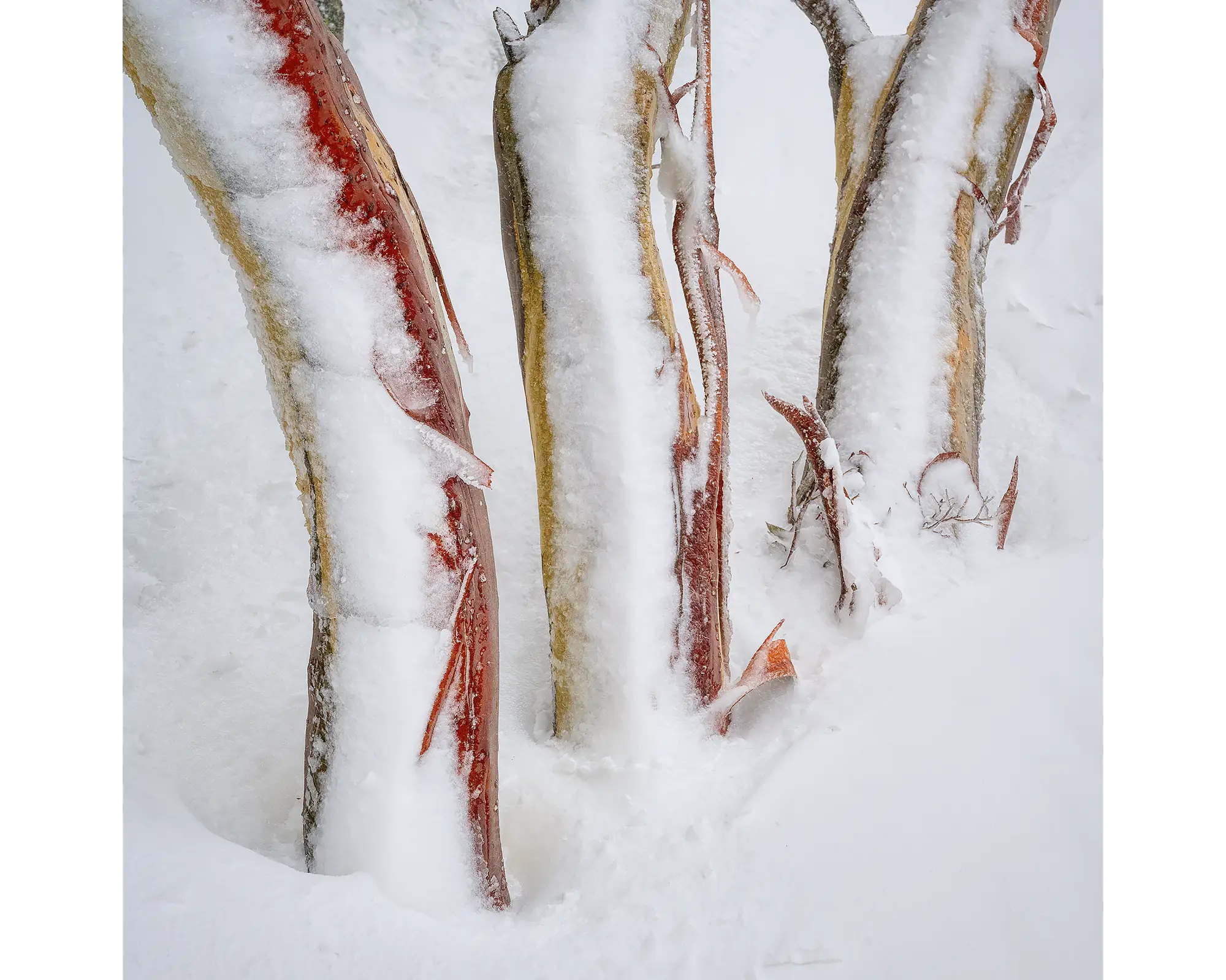Frosting. Three snow trunks covered in snow and ice.