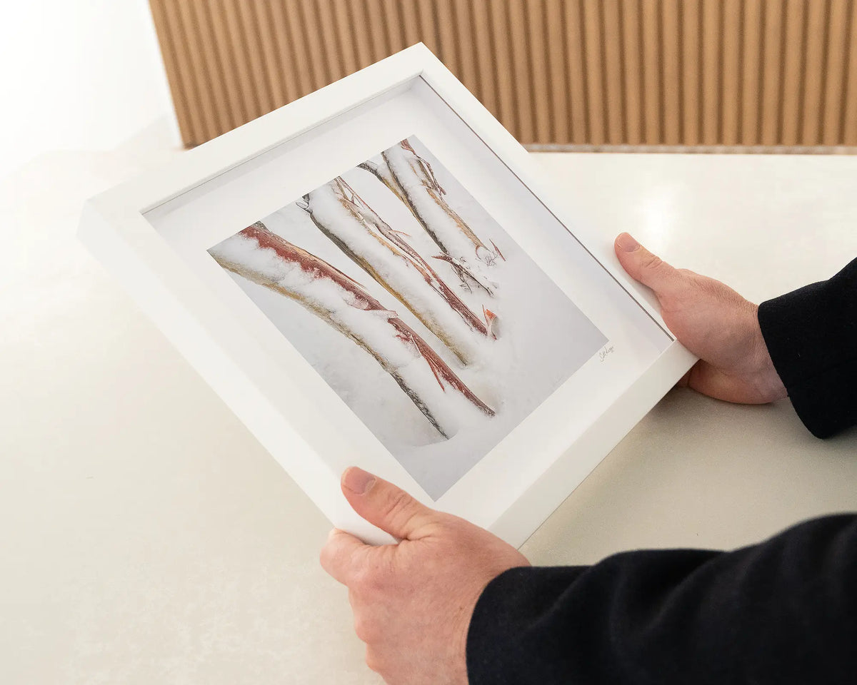 Frosting. Three snow gum trunks covered in snow, small framed print with white frame being hand held.