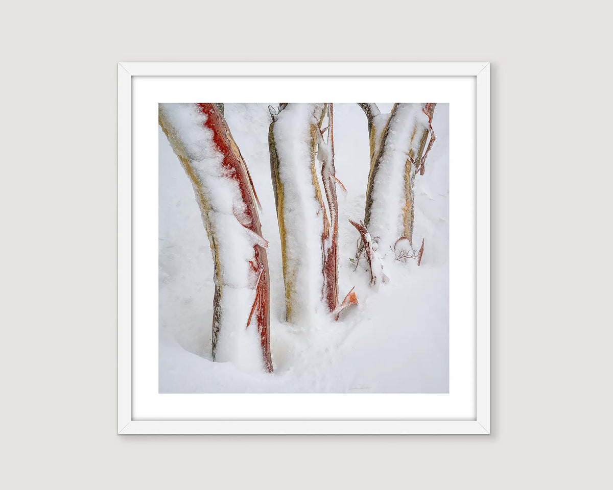 Framed photograph of a trio of snow gums wrapped in snow in the Mount Kosciuszko National Park. 