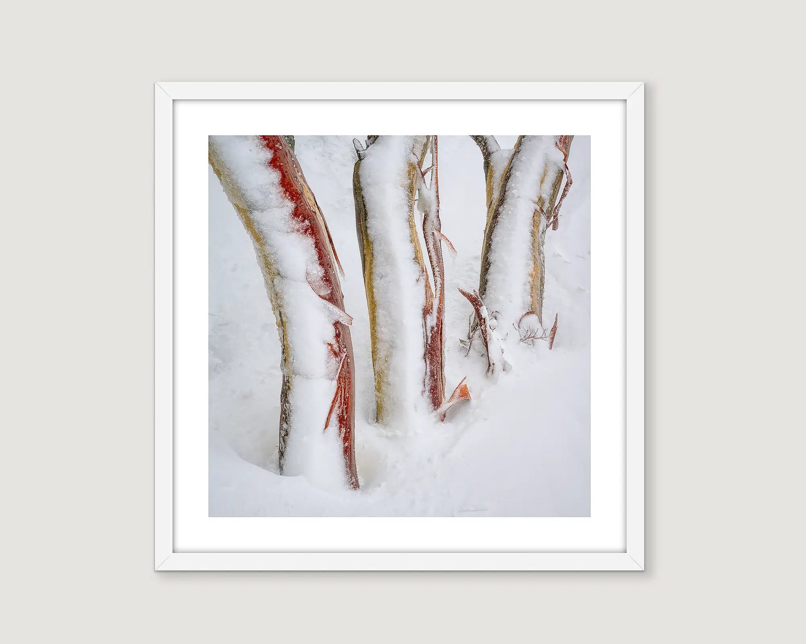 Framed photograph of a trio of snow gums wrapped in snow in the Mount Kosciuszko National Park. 