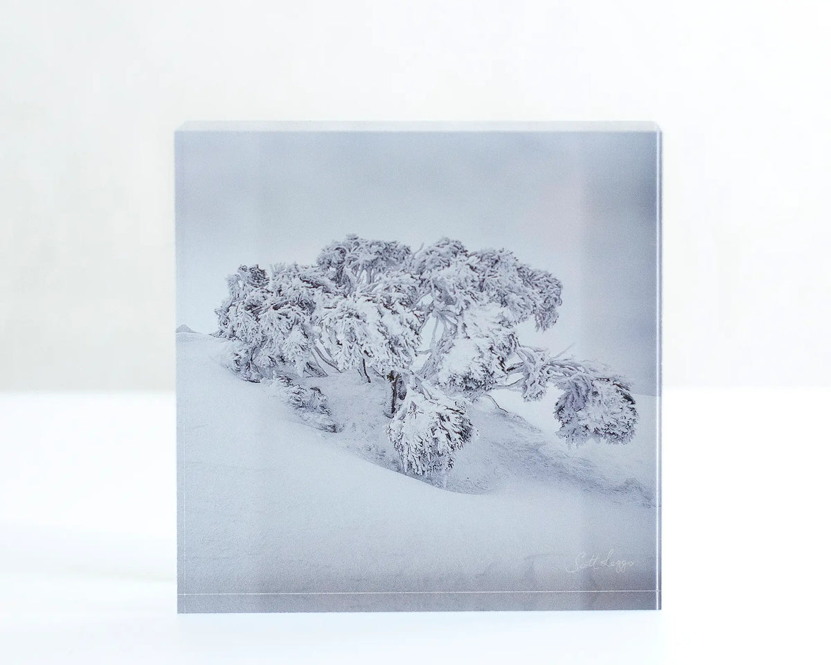 Frozen Acrylic block - Snow gum in snow artwork sitting on desk.
