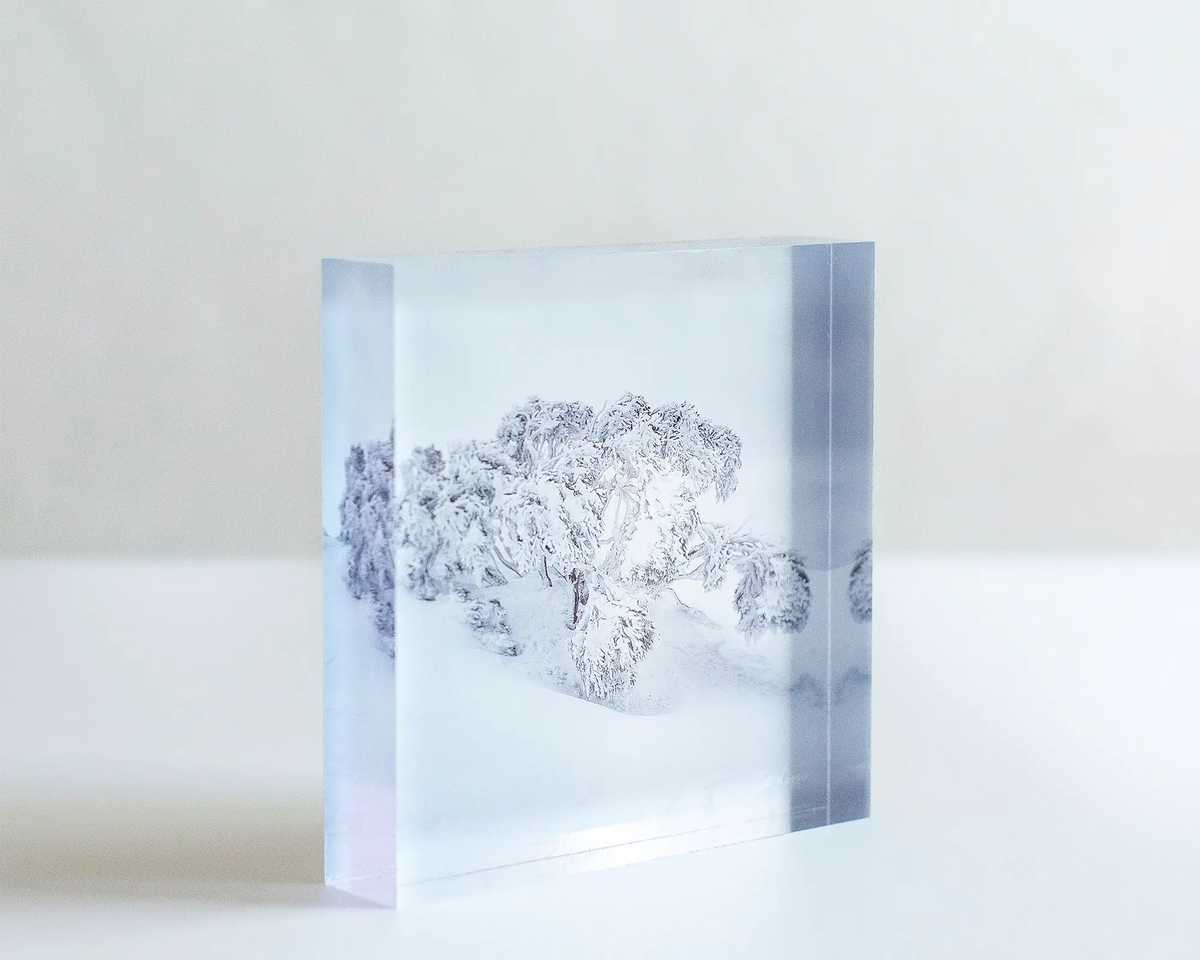 Frozen - Acrylic Block - Snow gum in snow artwork sitting on white desk.