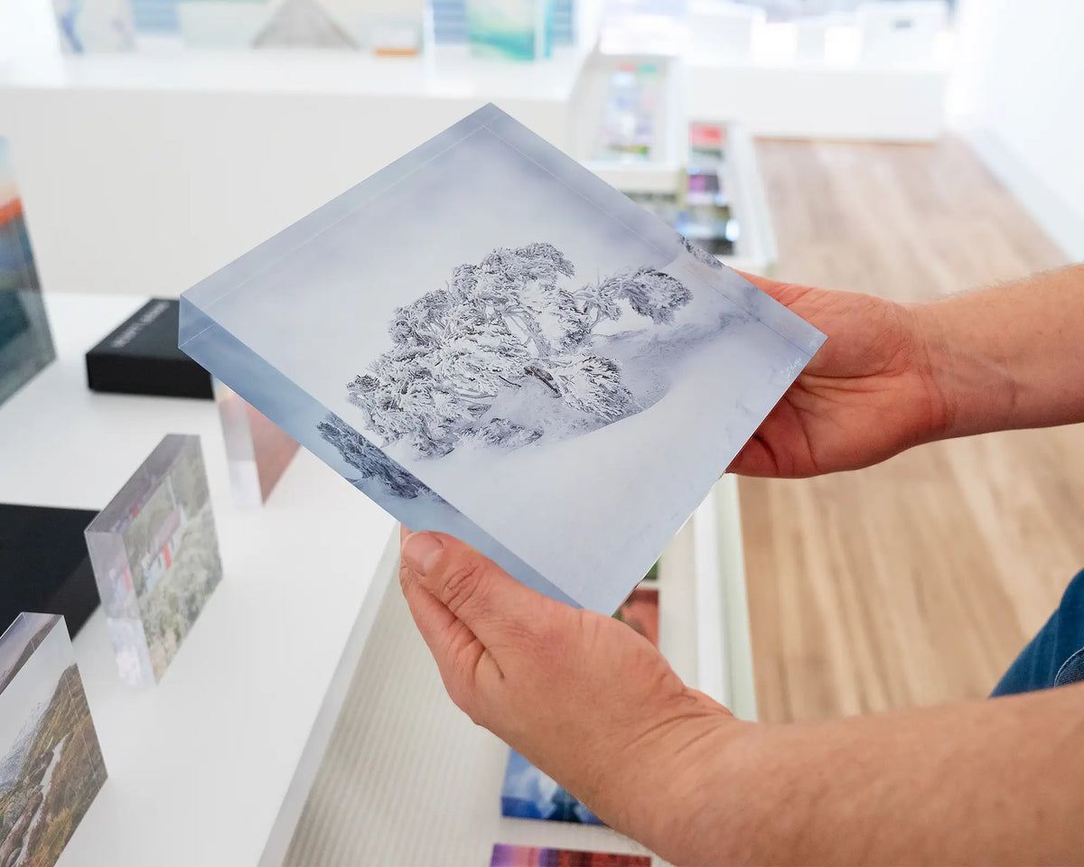 Frozen. Acrylic block of a snow gum in snow, hand held in gallery.