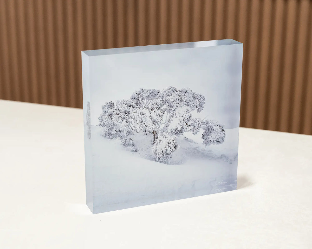 Frozen. Acrylic block of a snow gum in snow, sitting on a desk.