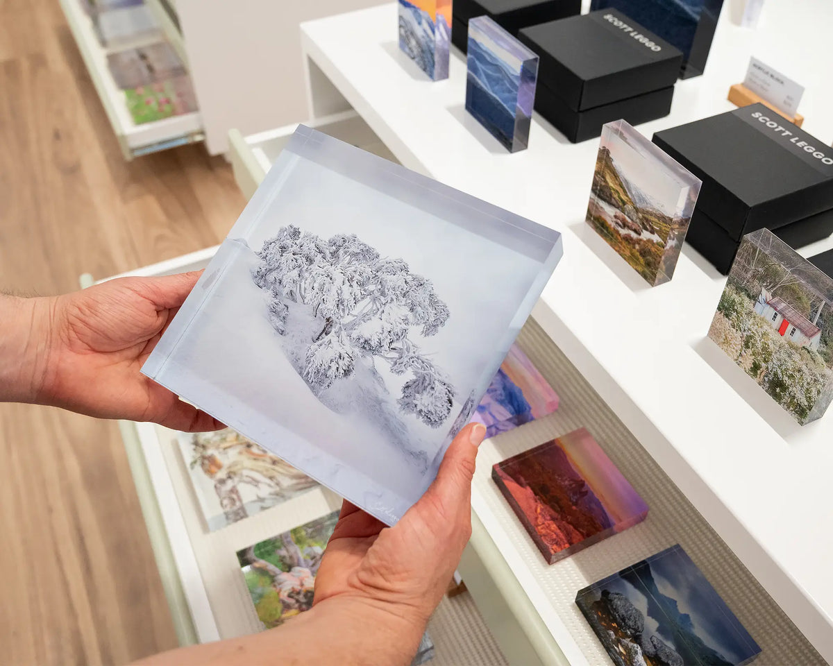 Frozen. Hand held 19cm acrylic block of a snow gum in snow, with more snow themed acrylic blocks in background.