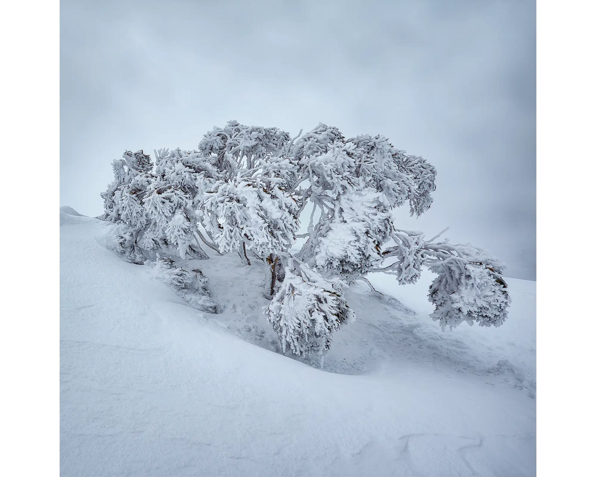 Frozen. Snow Gum covered in snow and ice, Mount Hotham, Victoria, Australia.