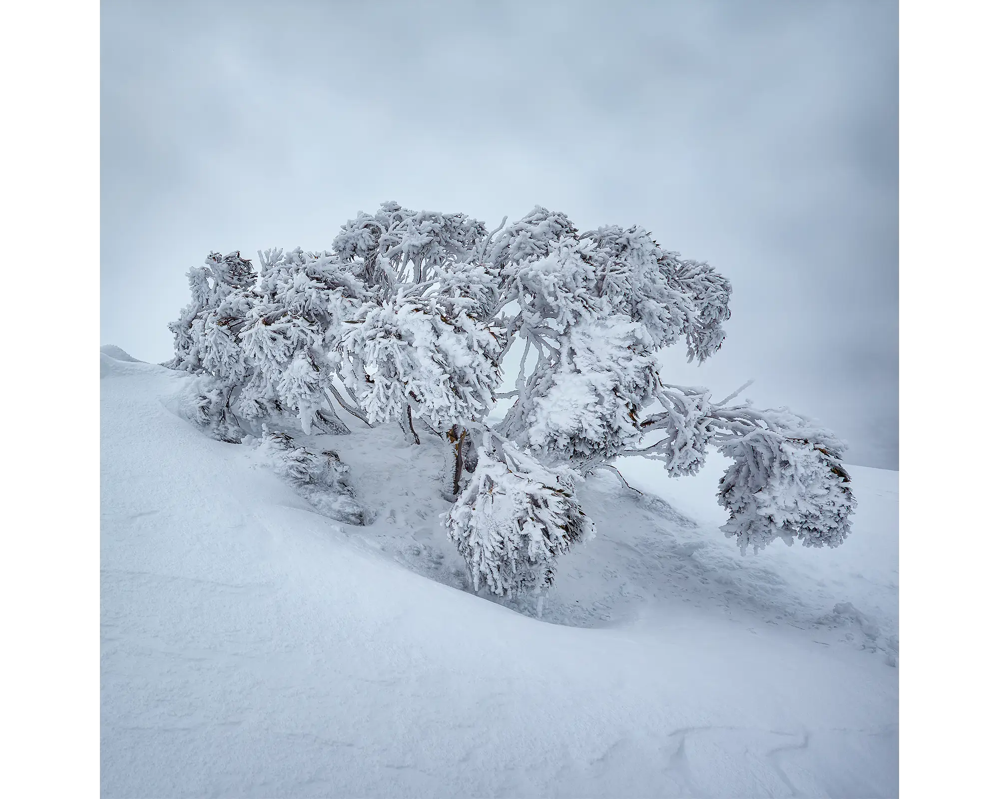 Frozen. Snow Gum covered in snow and ice, Mount Hotham, Victoria, Australia.