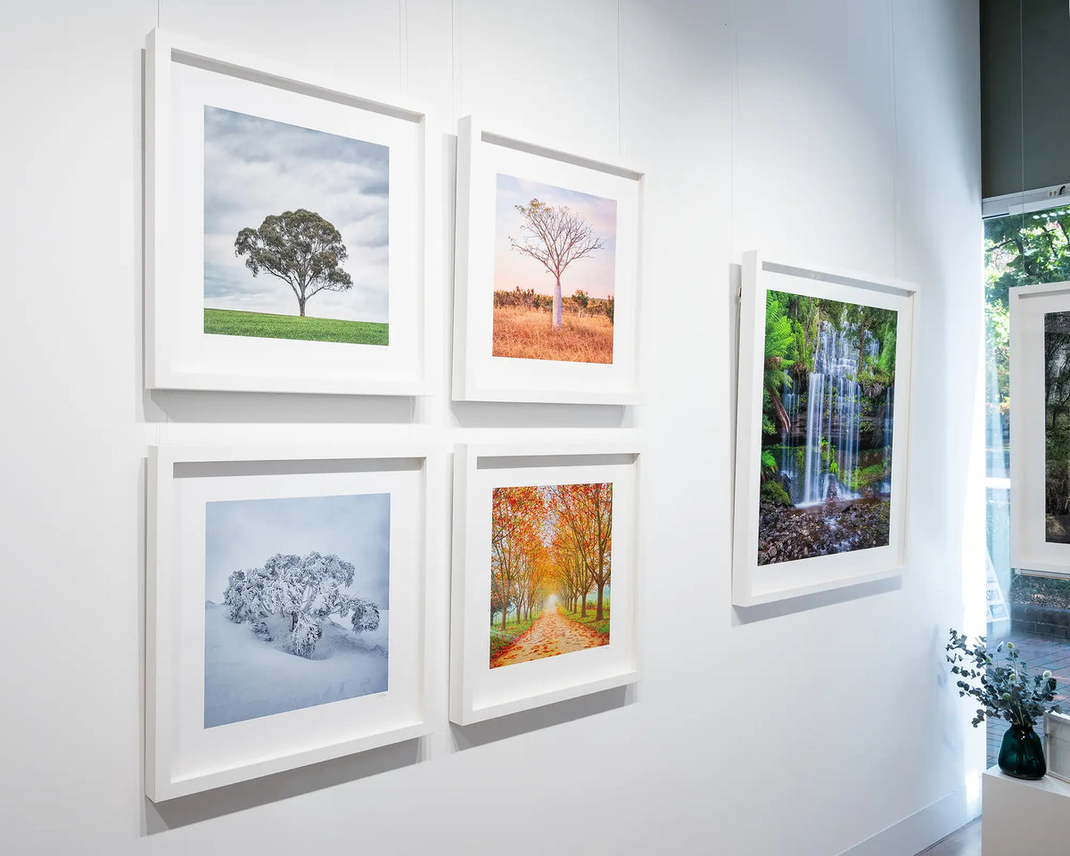 Frozen. Snow gum covered in snow hung in gallery with more tree themed artworks.