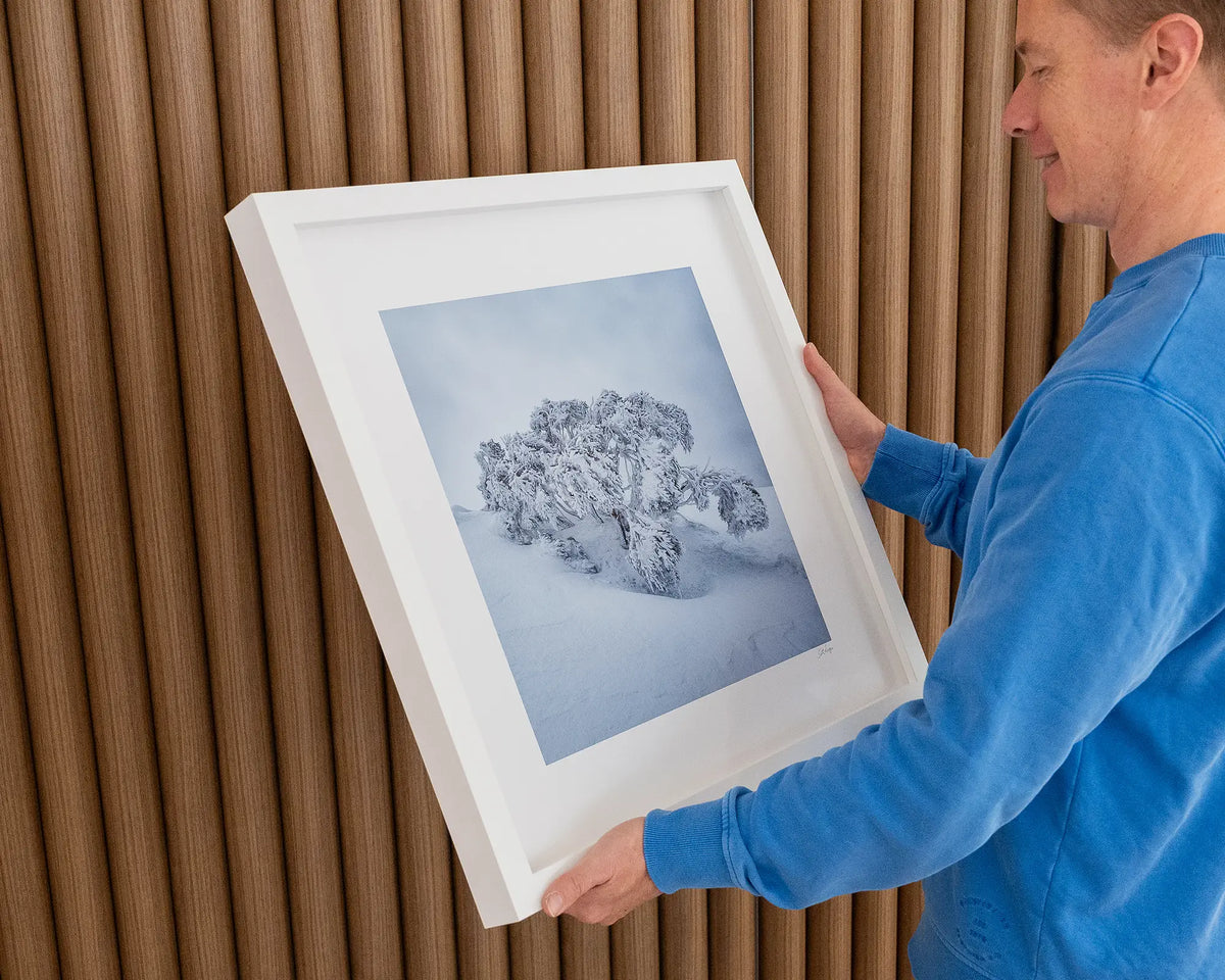 Frozen. Snow gum in snow Mount Hotham, Victoria, 60cm framed print held in hands.
