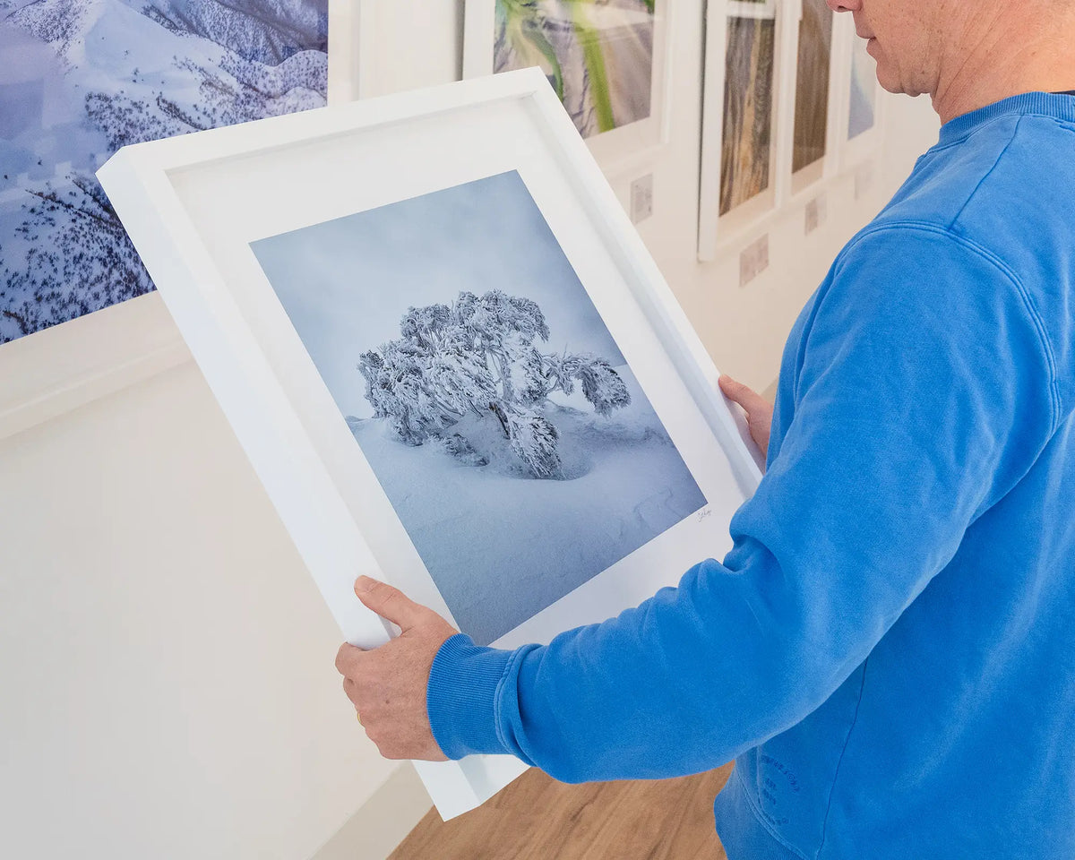 Frozen. Snow gum in snow Mount Hotham, Victoria, 60cm print with white frame hand held in gallery.