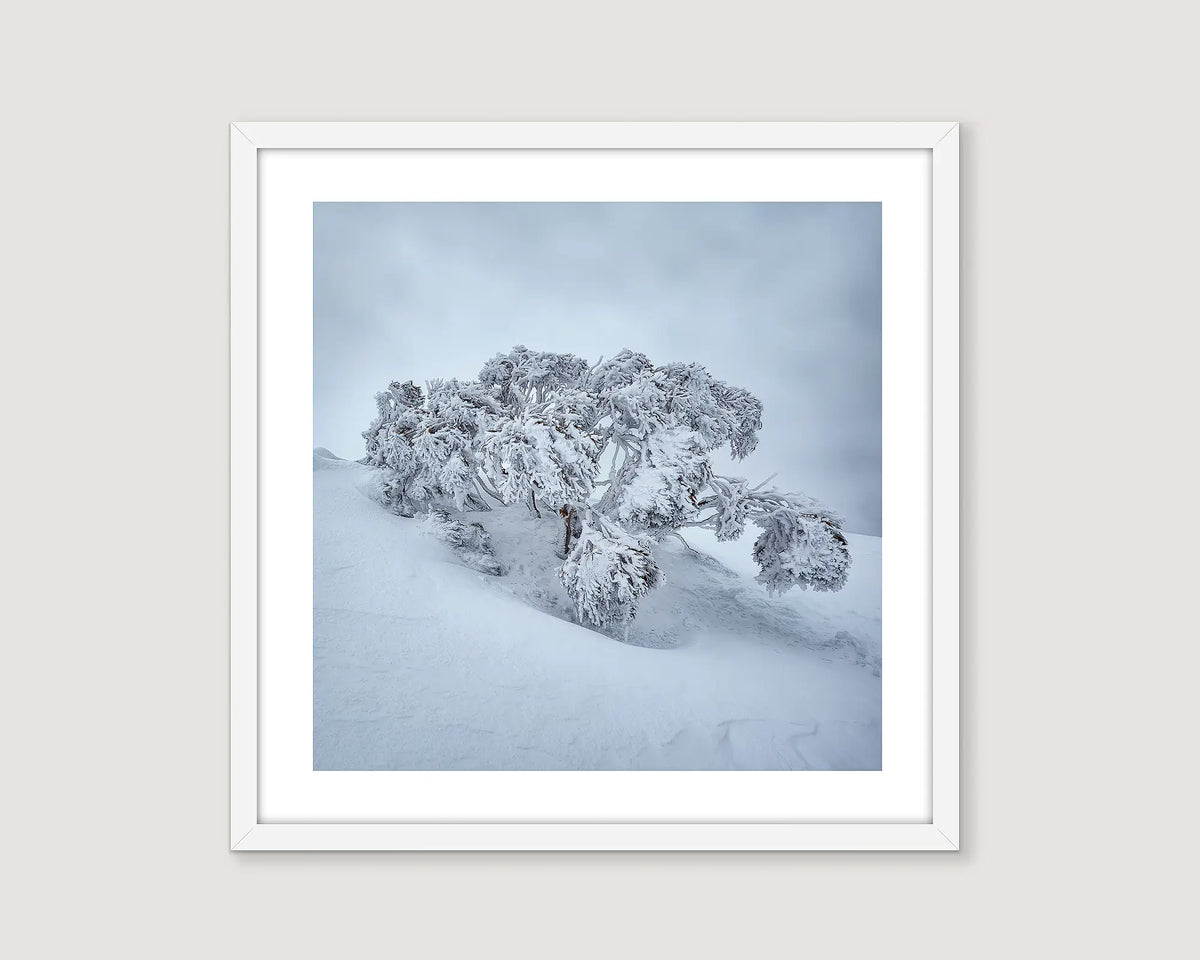 Framed photograph of a snow gum laden with ice and snow on Mount Hotham. 