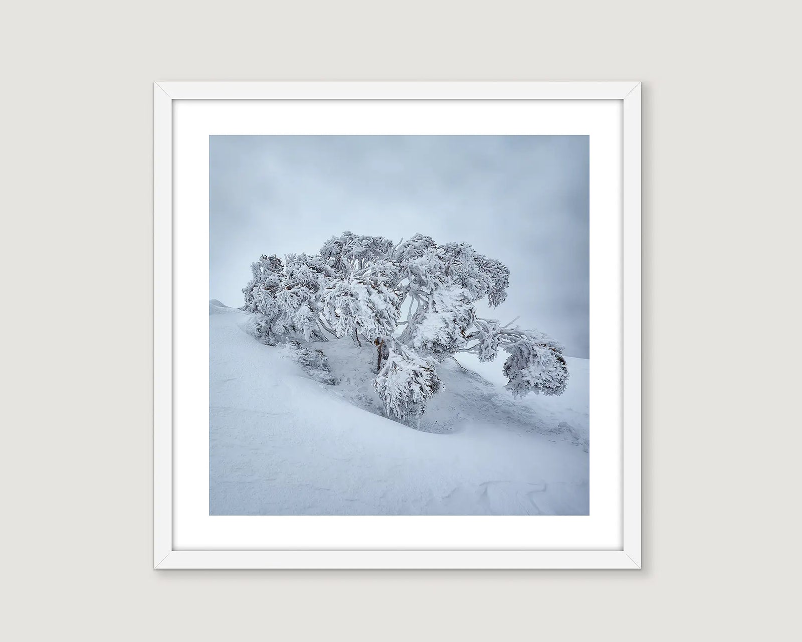 Framed photograph of a snow gum laden with ice and snow on Mount Hotham. 