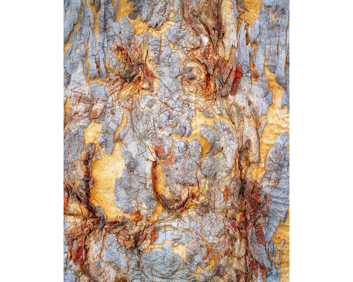 Funny Faces. Patterns in bark on a gum tree on Mount Ainslie, Canberra.