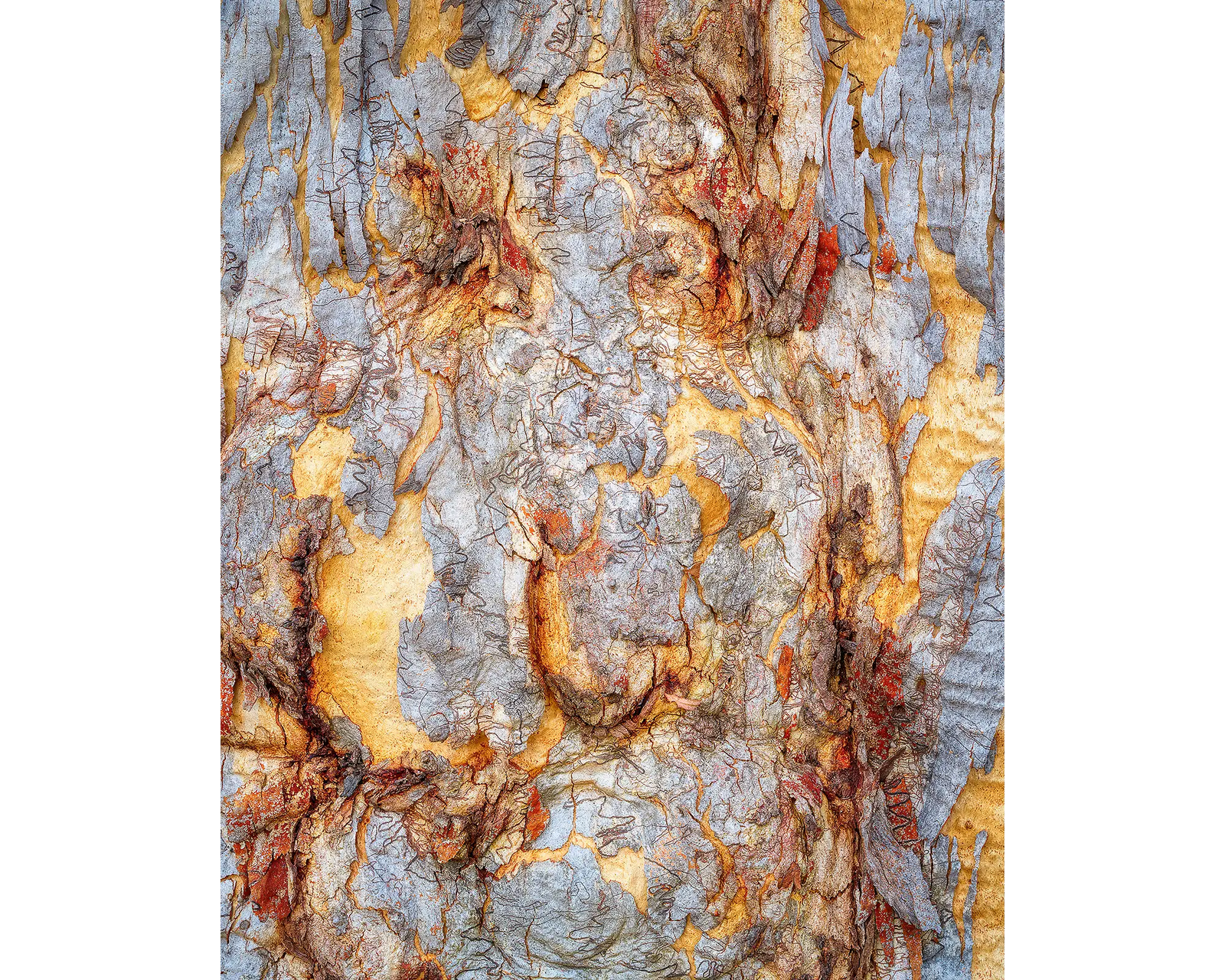 Funny Faces. Patterns in bark on a gum tree on Mount Ainslie, Canberra.