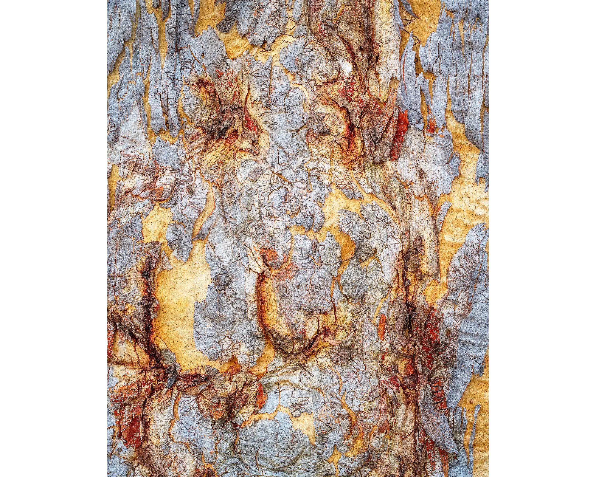 Funny Faces. Patterns in bark on a gum tree on Mount Ainslie, Canberra.