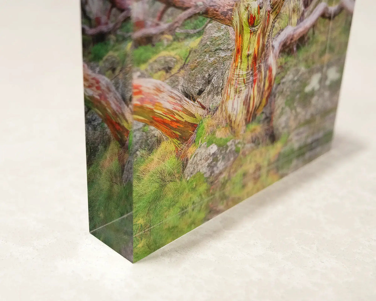 GNARLED. Acrylic Block.