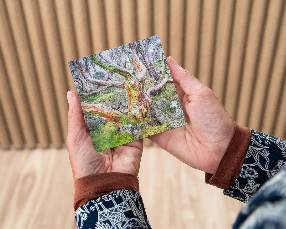 Gnarled. Acrylic block of colourful snow gum Kosciuszko National Park, being held in hands.