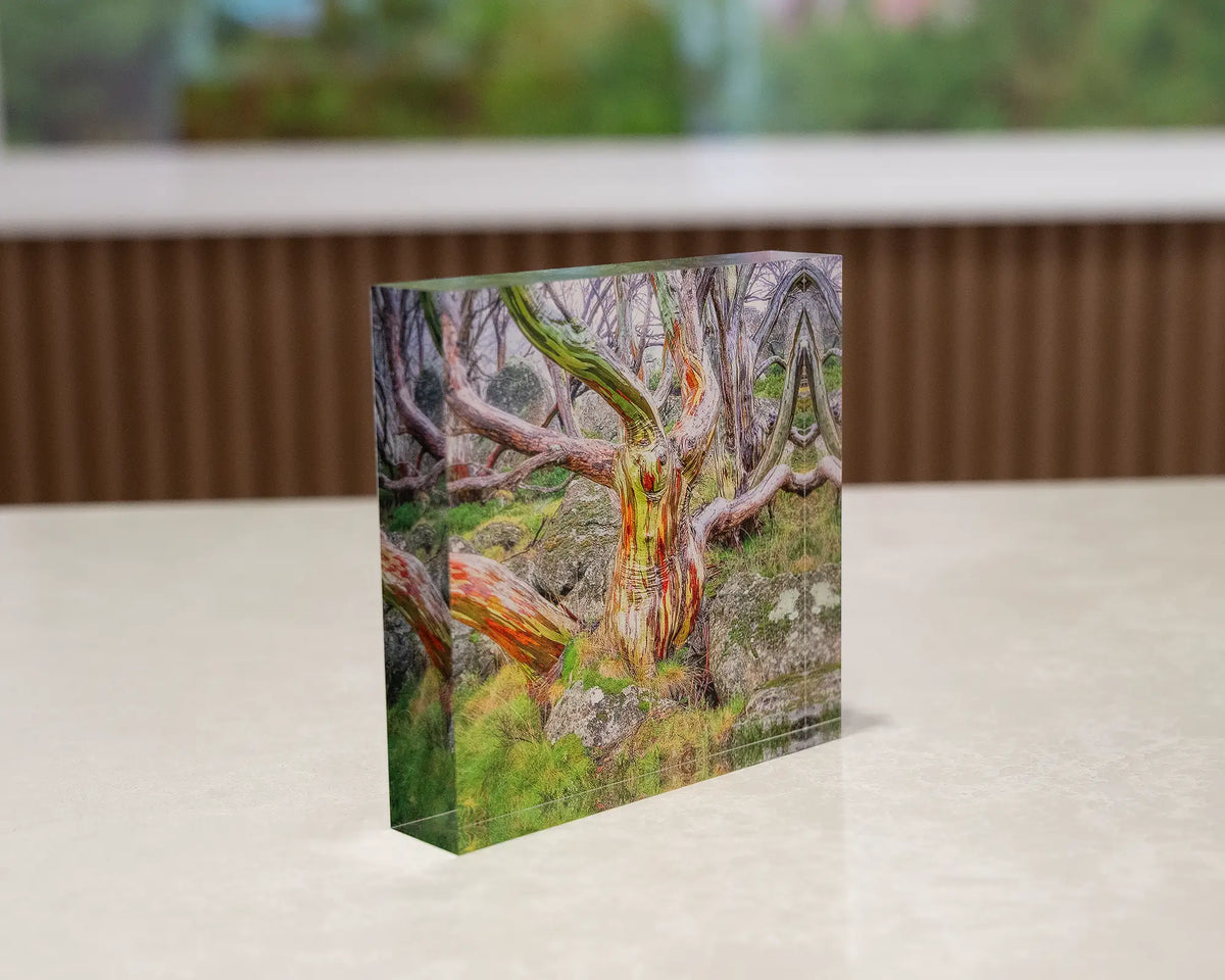 Gnarled. Acrylic block of a colourful snow gum in Kosciuszko National Park, on a desk with artwork behind.
