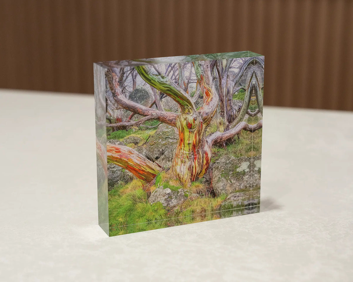Gnarled. Acrylic block of a colourful snow gum in Kosciuszko National Park, sitting on a desk.