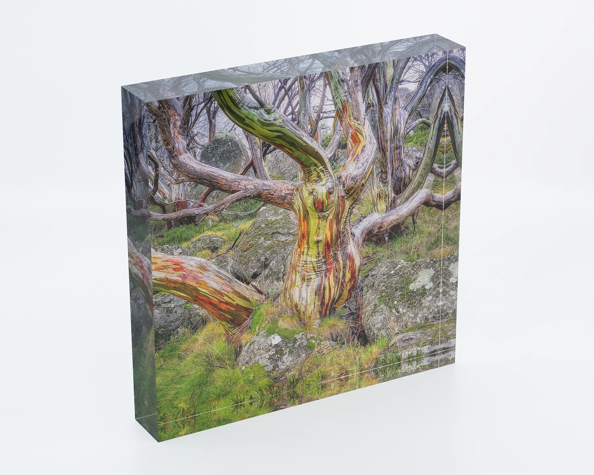 Gnarled acrylic block. Snow gum in Kosciuszko National Park. 