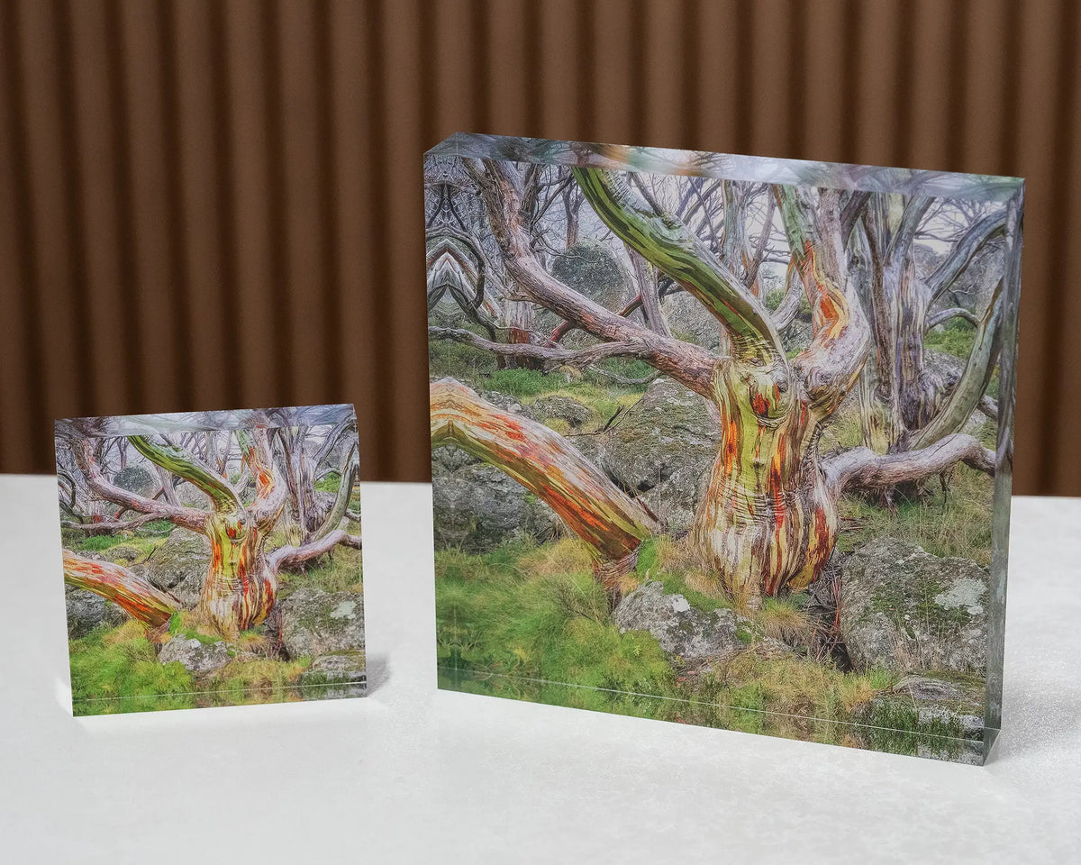 Gnarled. Acrylic blocks 10cm and 19cm of colourful snow gum, Kosciuszko National Park, sitting on a desk.