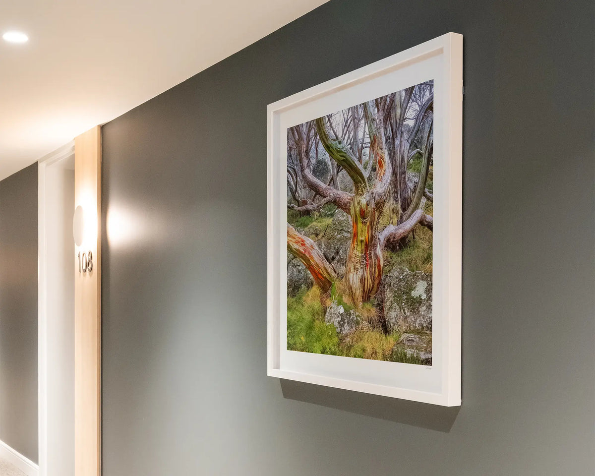 Gnarled. Colourful snow gum artwork with white frame hung on grey wall in apartment building.