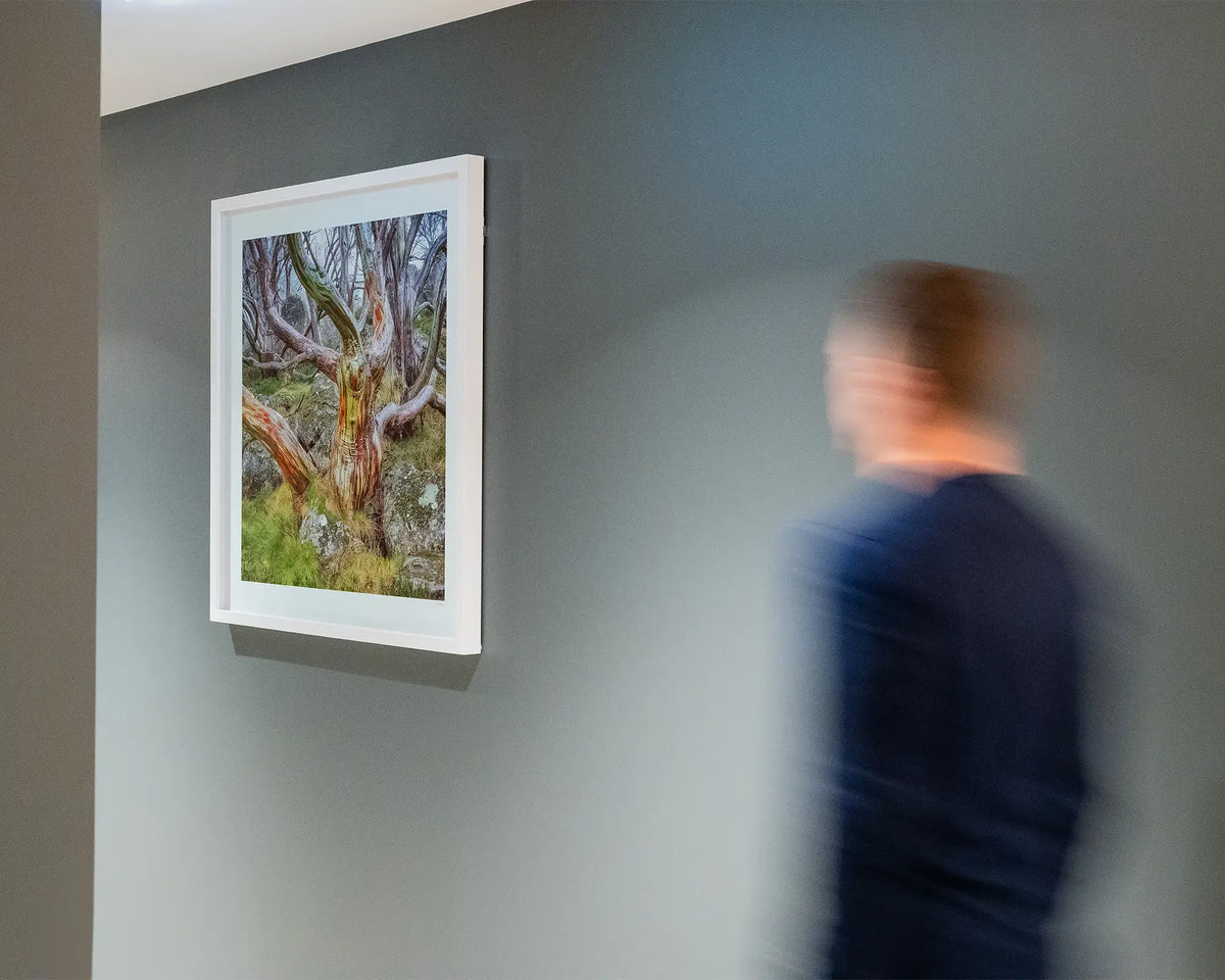 Gnarled. Colourful snow gum artwork with white frame hung on grey wall with person walking toward.